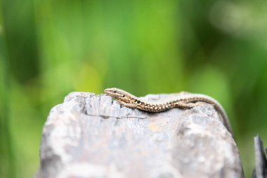 Taş duvarda yatan ortak duvar kertenkelesi, Podarci duvar resmi, Kuzey Avrupa ve Kuzey Amerika 'da yaşayan sürüngen, vahşi yaşam Moselle vadisi.