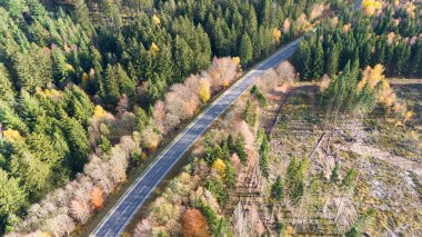 Sonbaharda yaprak döken ve kozalaklı orman manzarası, sonbahar renkli ağaç yaprağı, Almanya, ekosistem ormanı, seyahat ve çevre, hava aracı manzarası