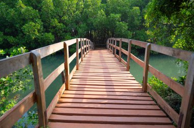 Köprü, Hindistan kıyılarındaki mangrovlar, Rhizophora kızıl mangrov ormanları, kıyı ekosistemi, muson ve yağmur ormanları bitki örtüsü, sığ su ağacı