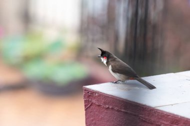 Duvarda oturan kırmızı önlü bulbul kuşu, Güney Hindistan 'da Goa, şehir ortamında vahşi yaşam, pycnonotus jocosus