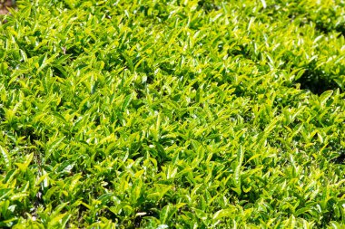 Munnar 'daki çay tarlası, Hindistan' daki tarla, Kerala, Nilgiri tepeleri, Kamelya Sansis bitkisi tarımı.