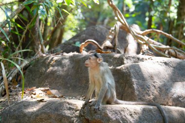 Barbar makak maymunu, Hint ormanlarındaki bir ağacın altında oturan rhesus maymunu, Goa Hindistan 'daki vahşi yaşam, yağmur ormanlarındaki hayvan.