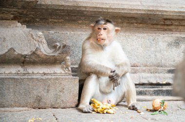 Barbar maymun, hindistan cevizi ve muz yiyen rhesus maymunu, Hampi Hindistan 'ın vahşi yaşamı, orman ve tapınaktaki yağmur ormanları hayvanı.