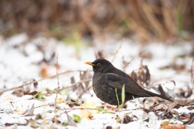 Avrasya karatavuğu çürük elma yer, kışın Turdus merula, karda yiyecek arayan gerçek ardıç kuşu, sarı gagalı siyah erkek kuş