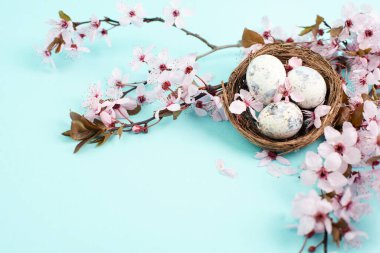 Kuş yuvasında renkli paskalya yumurtaları, pembe kiraz çiçekleri, bayram tebrik kartı, bahar sezonu geçmişi.