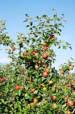Ağaçta yetişen olgun kırmızı elmalar, kaplamalı sağlıklı meyveler, yazın veya sonbaharda hasat, tarım çiftliği, bahçecilik.