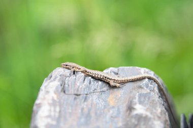 Taş bir duvarda güneşlenen ortak duvar kertenkelesi, Podarci duvar resmi, Kuzey Avrupa ve Kuzey Amerika 'da yaşayan sürüngen, vahşi yaşam Moselle vadisi