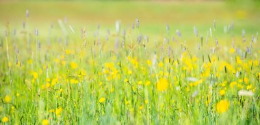 Bahar çayırlarında yetişen yabani düğün çiçekleri, sarı renkli Ranunculus çiçekleri, çiçek açan düğün çiçekleri, ilkbahar bahçeleri.