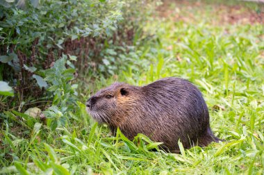 Nutria nehir faresi, coypu otçul, yarı su kemirgeni çayırdaki Myocastoridae familyasının bir üyesi, yavru hayvanlar, doğal sulak alanlar.