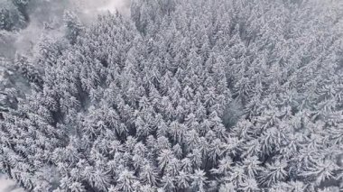 Karla kaplı orman manzarası, kozalaklı ağaçlar, Almanya, ekosistem ormanlık, seyahat ve çevre, kışın soğuk soğuk hava sıcaklığı, hava manzarası