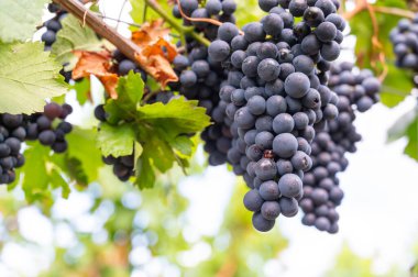 Mavi üzümler, üzüm bağında yetişen Pinot Noir şarabı, Trier 'de üzüm bağı, Moselle Vadisi, Almanya, Mosel Nehri' nde manzara ve tarım