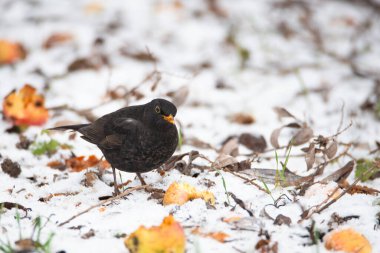 Avrasya karatavuğu çürük elma yer, kışın Turdus merula, karda yiyecek arayan gerçek ardıç kuşu, sarı gagalı siyah erkek kuş