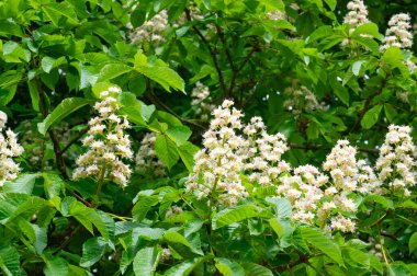 At kestanesi ağacının çiçekleri, ilkbaharda Castanea çiçekleri, Aesculus hipocastanum