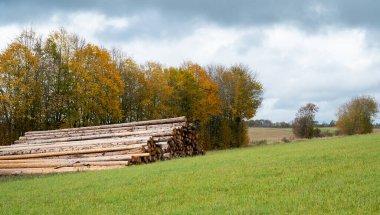 Doğranmış ağaç kütükleri bir ormanın, kereste endüstrisinin, çevresel, yenilenebilir enerji, kereste ve ormansızlaşmanın yanında birikmiş.