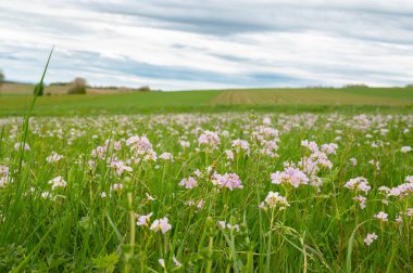 Çayırda yetişen yabani guguk kuşu yazın açan Cardamine pratensis çiçekleri, mayflower veya sütçü kızların tarlaları, mavi gökyüzü.