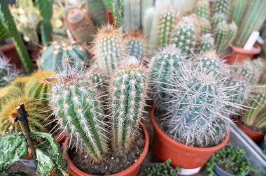 Dikenli kaktüsler, saksı, seradaki sulu tohumlar, Pachycereus pringlei, botanik...