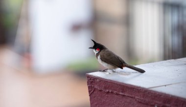 Duvarda oturan kırmızı önlü bulbul kuşu, Güney Hindistan 'da Goa, şehir ortamında vahşi yaşam, pycnonotus jocosus