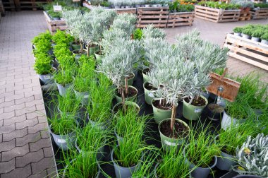 Frenk soğanı ve lavanta otları, bahçede yetişen bitkiler, tarım çiftliği, baharda ekim mevsimi, 30 Ocak 2026