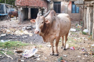 Zubu boğası, sığırlar, Hampi şehrinde Bos indicus harap olmuş evler ve atıklar, Hint çiftliği.