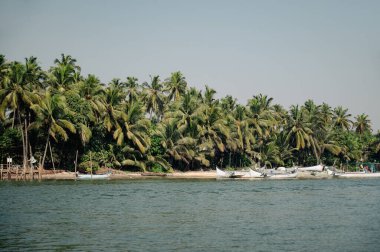 Palmiye ağacı adası ve Goa, Güney Hindistan 'da Coco sahilinde tekneler, tropikal batı kıyısı, Asya' da Arap Denizi, seyahat varış noktası