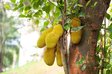 Ağaçta yetişen yeşil kiraz ya da nangka Hindistan 'da tropikal meyve, Kochi' de gıda ekimi ve hasat, bahçe işleri.