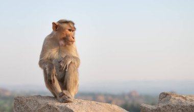 Barbar maymun, maymun rhesus maymunu Hindistan 'da bir kayanın üzerinde oturuyor, vahşi yaşam ve çevre, Hampi' de bir kayada orman ve yağmur ormanı hayvanı.