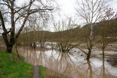 Moselle Nehri 'ni sel bastı, Almanya' nın Trier şehrindeki ağaçları sel bastı, iklim değişikliği, çevre, şiddetli yağmur, yükselen su seviyeleri