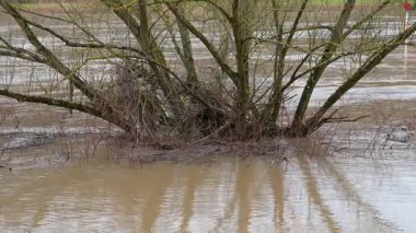 Moselle Nehri 'ni sel bastı, Almanya' nın Trier şehrindeki ağaçları sel bastı, iklim değişikliği, çevre, şiddetli yağmur, yükselen su seviyeleri