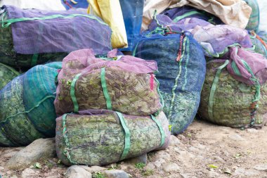 Güney Hindistan, Munnar 'daki tarlada çay yaprağı hasadı. Kerala' da tarlaların, bitkilerin ve tarımın yanında yapraklarla dolu çuvallar.