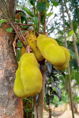 Ağaçta yetişen Jackfruit veya nangka, Hindistan 'da olgunlaşmış tropikal meyve, Kochi' de gıda ekimi ve hasat, bahçecilik