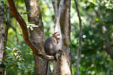 Rhesus makağı maymunu, ağaca tırmanan barbar maymun, vahşi yaşam, Goa, Hindistan, orman ve yağmur ormanlarındaki hayvan çevresi