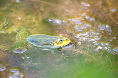 Gölette yaygın su yeşili kurbağa, doğal çevre, amfibi yerleşimci sulak arazi, Hylarana eritraea