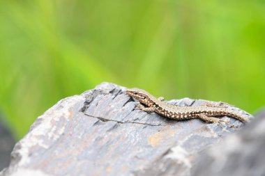 Taş bir duvarda güneşlenen ortak duvar kertenkelesi, Podarci duvar resmi, Kuzey Avrupa ve Kuzey Amerika 'da yaşayan sürüngen, vahşi yaşam Moselle vadisi