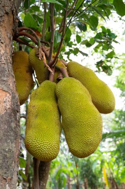Ağaçta yetişen Jackfruit veya nangka, Hindistan 'da olgunlaşmış tropikal meyve, Kochi' de gıda ekimi ve hasat, bahçecilik