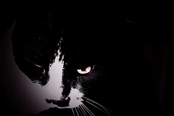 影の猫 — ストック写真