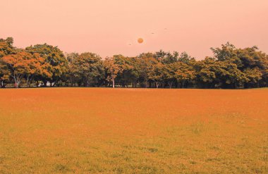 Çim ve Bahçe ağaçları