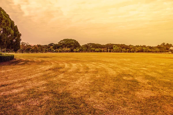 Gras in de tuin. — Stockfoto