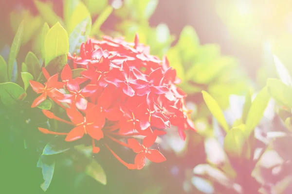 Flores no jardim . — Fotografia de Stock