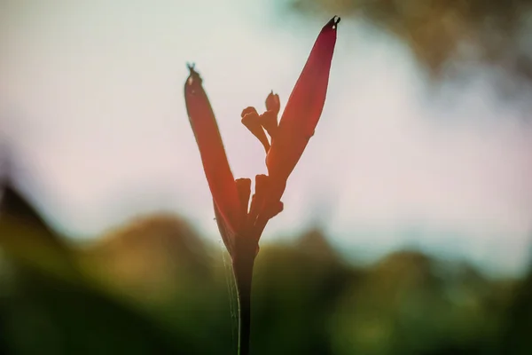 Les fleurs dans les forêts . — Photo