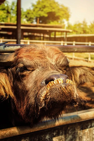 Buffalo está no recinto. — Fotografia de Stock