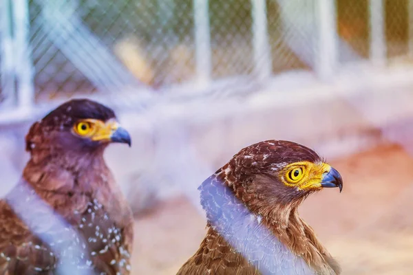 Hawks belül a kamra, állatkert — Stock Fotó
