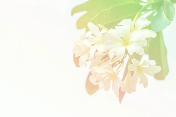 Flores sobre fondo blanco. —  Fotos de Stock