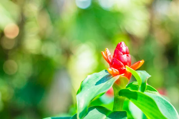 Red flowers and  bokeh background — Stock Photo, Image