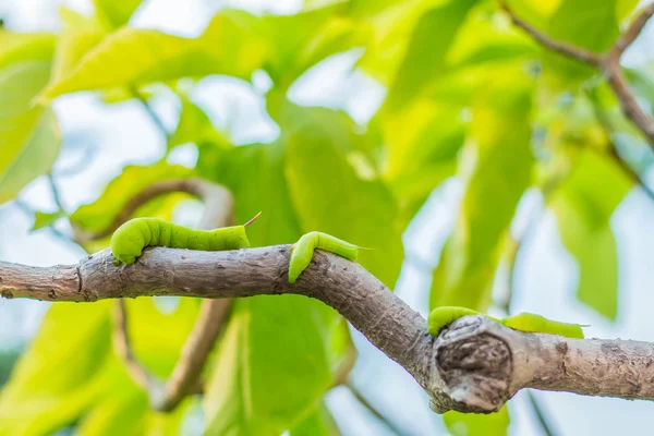 Worm many branches — Stock Photo, Image