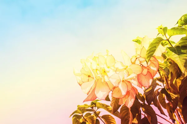Bloemen naar hemel — Stockfoto