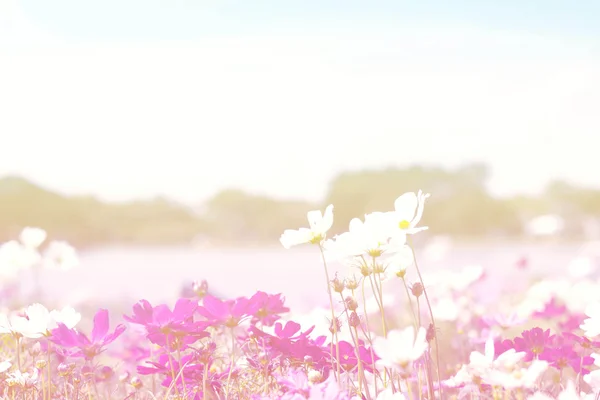 Flou de fleurs dans le jardin — Photo