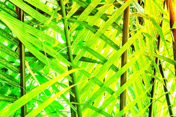 Листя пальмових дерев — стокове фото