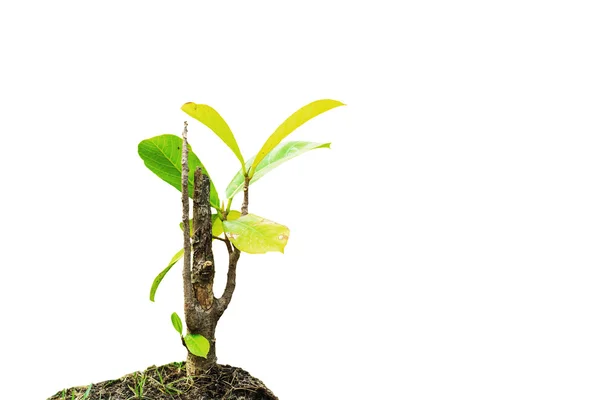 De teak groeien op een witte achtergrond. — Stockfoto