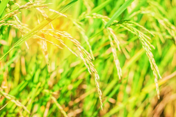 Rice grains in fields — Stock Photo, Image