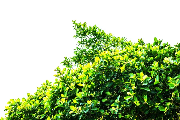 Leaves on a white background. — Stock Photo, Image